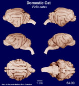 Whole brain image