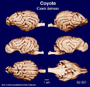 Whole brain image