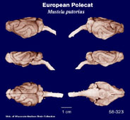 Whole brain image