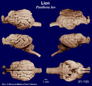 Whole brain image