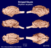Whole brain image