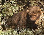 Picture of the animal