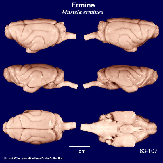 http://www.brainmuseum.org/specimens/carnivora/weasel/brain/Weasel6clr.jpg