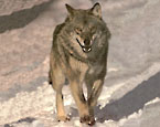 Picture of a wolf