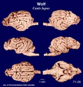 Whole brain image
