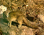 Picture of the animal