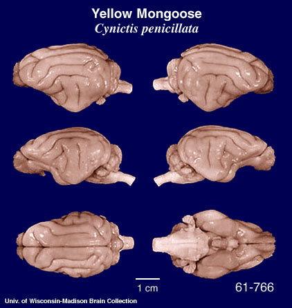 http://www.brainmuseum.org/specimens/carnivora/yellowmongoose/brain/Yellowmongoose6clr.jpg