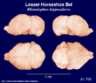 http://www.brainmuseum.org/specimens/chiroptera/lesshorseshoebat/brain/Lesshorseshoebatpanel1.jpg