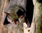 Picture of the animal