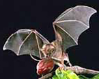 Picture of the animal