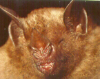 Picture of the animal