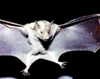 Picture of the animal