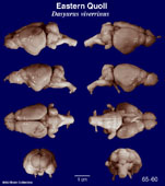 Whole brain image