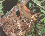 Picture of the animal