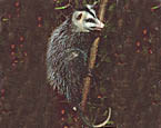 Picture of the animal