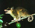 Picture of the animal