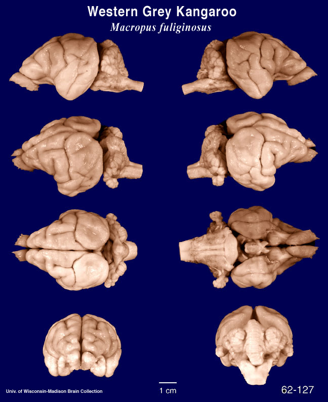 http://www.brainmuseum.org/specimens/diprotodontia/graykangaroo/brain/Graykangaroo621276clr.jpg