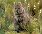 Picture of the animal