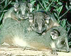 Picture of the animal