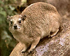 Picture of the animal