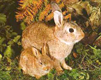 Picture of the animal