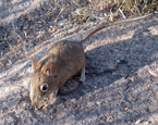Picture of the animal