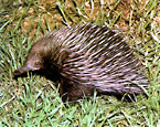 Picture of the animal