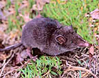 Picture of the animal