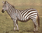 Picture of a Zebra