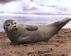 Picture of the animal