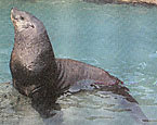Picture of the animal