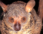 Picture of the animal