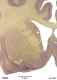 _0860chimpthal633976a.jpg