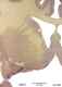 _0870chimpthal633976a.jpg