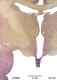 _1000chimpthal633976.jpg