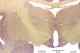 _1070chimpthal633976a.jpg