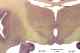 _1120chimpthal633976a.jpg
