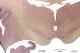 _1160chimpthal633976a.jpg