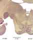 _1290chimpthal633976a.jpg