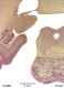 _1380chimpthal633976.jpg