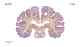 _1350chimp63-397.jpg