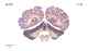 _1750chimp63-397.jpg
