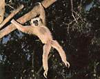 Picture of the animal
