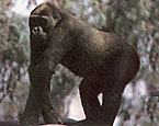 Picture of the animal