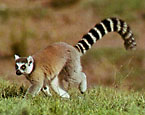 Picture of the animal