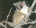 Picture of the animal