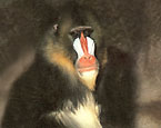 Picture of the animal