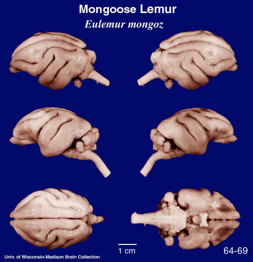 http://www.brainmuseum.org/specimens/primates/mongooselemur/brain/Mongooselemur6.jpg