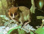 Picture of the animal