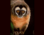 Picture of the animal